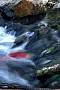 kf1583-salmon-13d,8b,4xiuc.tif