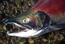 kf1588-salmon-13d,8b,4xiuc.tif