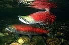 kf1590-salmon-13d,8b,4xiuc.tif
