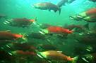 kf1591-salmon-13d,8b,4xiuc.tif