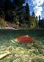 kf1592-salmon-13d,8b,4xiuc.tif