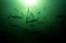 kf1612-salmon-13d,8b,4xiuc.tif