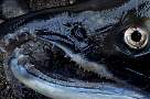 kf1615-salmon-13d,8b,4xiuc.tif
