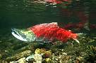 kf1626-salmon-13d,8b,4xiuc.tif