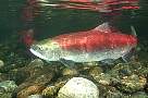 kf1676-salmon-13d,8b,4xiuc.tif
