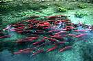 kf1827-salmon-13d,8b,4xiuc.tif