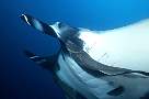 kg1768-fish-13d,8b,4xiuc.tif