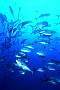 kg1851-dupe-fish-13d,8b,4xiuc.tif