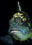 kn2637-fish-13d,8b,4xiuc.tif