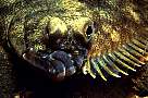 kn3578-fish-13d,8b,4xiuc.tif