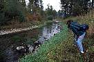 ko2655-salmon-13d,8b,4xiuc.tif