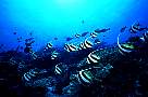 kp2542-ss-dupe-fish-13d,8b,4xiuc.tif