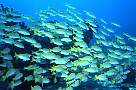 kt2794-fish-13d,8b,4xiuc.tif