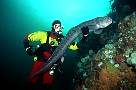 la3149-fish-13d,8b,4xiuc.tif