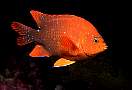 ld5060-fish-13d,8b,4xiuc.tif
