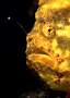 lo6267-fish-13d,8b,4xiuc.tif