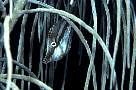 lo6796-fish-13d,8b,4xiuc.tif