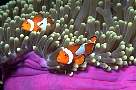 lq-8482-fish-13d,8b,4xiuc.tif
