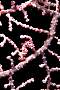 lq8452-fish-13d,8b,4xiuc.tif
