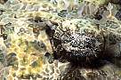 lq8983-fish-13d,8b,4xiuc.tif
