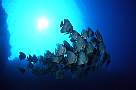lq9009-fish-13d,8b,4xiuc.tif