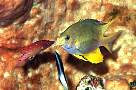 lq9032-fish-13d,8b,4xiuc.tif