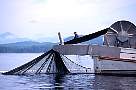 ly40-salmon-13d,8b,4xiuc.tif