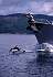 ly67-whit sid dol-13d,8b,4xiuc.tif