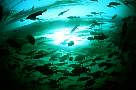 ma2-ss-fish-13d,8b,4xiuc.tif