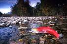 mb100-salmon-13d,8b,4xiuc.tif