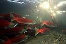 mb136-salmon-13d,8b,4xiuc.tif