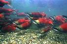 mb149-salmon-13d,8b,4xiuc.tif