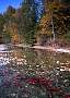 mb173-salmon-13d,8b,4xiuc.tif