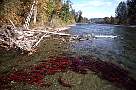 mb187-salmon-13d,8b,4xiuc.tif