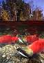 mb20-salmon-13d8b,4xiuc.tif