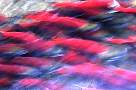 mb201-salmon-13d,8b,4xiuc.tif