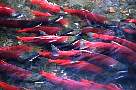 mb226-salmon-13d,8b,4xiuc.tif