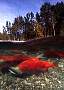 mb27-salmon-13d,8b,4xiuc.tif