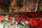 mb36-salmon-13d,8b,4xiuc.tif