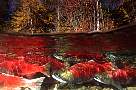 mb51-salmon-13d,8b,4xiu.tif