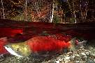 mb52-salmon-13d,8b,4xiuc.tif
