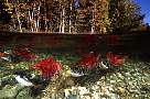 mb63-salmon-13d,8b,4xiuc.tif