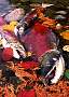 mb86-salmon-13d,8b,4xiuc.tif