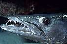 mc20-ss-fish-13d,8b,4xiuc.tif