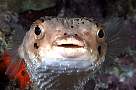 md293-fish-13d,8b,4xiuc.tif