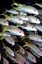 md320-fish-13d,8b,4xiuc.tif