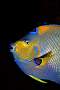 md351-fish-13d,8b,4xiuc.tif