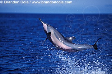 nk806-long_snouted_spinner_dolphin_brandon_cole.jpg